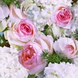wunderschöne Rosen - beautiful roses - belles roses