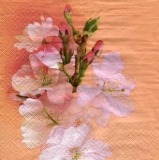 schöne Kirschblüten - beautiful cherry blossoms - belles fleurs de cerisier