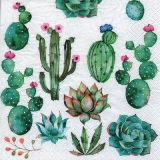 verschiedene Kakteen - different cactuses - différents cactus