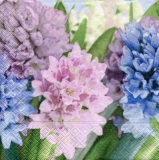 Hyazienthen - hyacinths - jacinthes