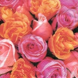 viele schöne Rosen - many beautiful roses - beaucoup de belles roses