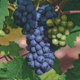 rote & weisse Trauben an einer Rebe - red and white grapes on a vine - raisins rouges et blancs sur une vigne