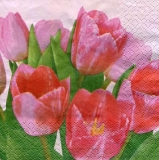 viele Tulpen - many tulips - beaucoup de tulipes