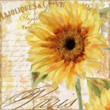Sonnenblume aus Paris - Sunflower from Paris - Tournesol de Paris