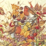 Rotkehlchen im Herbst - Robins in the autumn - Robins à l automne