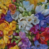 viele bunte Fresienblüten - many colorful fresia flowers - beaucoup de fleurs colorées de fresia