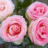 Winter Rosen - Winter roses - Roses d hiver