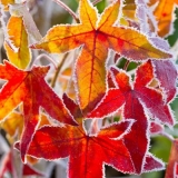 frostige Laubblätter - frosty leaves - feuilles givrées