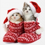 zwei kleine süsse Kätzchen mit Weihnachtsmütze in dicken Hausschuhen - two little cute kittens with Santa hat in thick slippers - deux petits chatons mignons avec un bonnet de noel en pantoufles épais