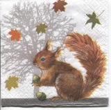 niedliches Eichhörnchen - cute squirrel - écureuil mignon