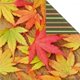 Buntes Laub - Colorful foliage - Feuillage coloré