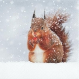 verschneites Eichhörnchen - snowy squirrel - écureuil enneigé