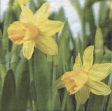 Narzissen - daffodils - jonquilles