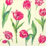 Tulpen - Tulips - Tulipes