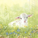 süßes Lämmchen auf der Wiese - sweet lamb on the meadow - agneau doux sur le pré