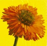 Blume orange - Orange flower - Fleur