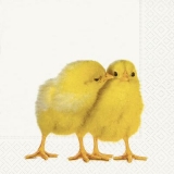 2 süsse Küken - 2 sweet chicks - 2 poussins doux