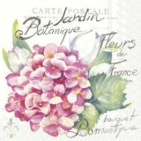 wunderschöne Hortensie - beautiful hydrangea - belle hortensia