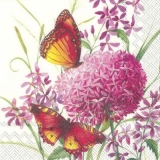 Schmetterlinge besuchen Allium, creme - Butterflies visit Allium - Les papillons visitent Allium
