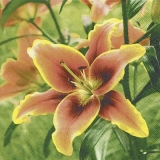 schöne Lilie - beautiful lily - beau lys