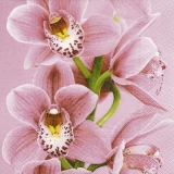 schöne pinke Orchidee - beautiful pink orchid - belle orchidée rose