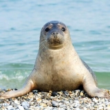 Seehund am Strand - Seal on the beach - Phoque sur la plage