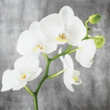 weisse Orchidee - white orchid - orchidée blanche