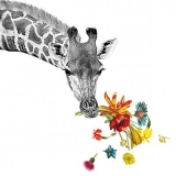 Giraffe lässt sich einen Blumenstrauss schmecken - Giraffe makes a bouquet of flowers taste - La girafe a un bouquet de fleurs