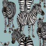 Zebras - zebras - zèbres