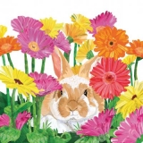 Hase liegt unter bunten Gerberas - Rabbit is among colorful gerberas - Le lapin fait partie des gerberas colorés