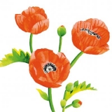 schöne Mohnblumen - beautiful poppies - beaux coquelicots