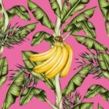 Bananenpalme - banana tree - bananier