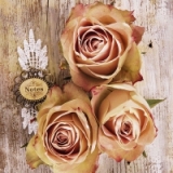 schöne Rosen vor einer Holzwand - beautiful roses in front of a wooden wall - belles roses devant un mur en bois