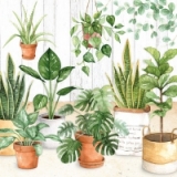 verschiedene Zimmerpflanzen - different indoor plants - différentes plantes d intérieur