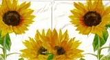 Sunflower dream