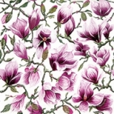 zarte Magnolien - delicate magnolias - magnolias délicats