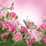 Rosen & Schmetterlinge - Roses & butterflies - Roses et papillons