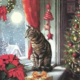 Katze schaut am Weihnachsstag aus dem Fenster - Cat looks out of the window on Christmas day - Chat regarde par la fenêtre le jour de Noël