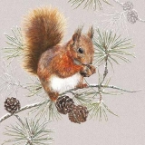 Eichhörnchen im Winter - Squirrel in winter - Écureuil en hiver
