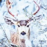 Hirsch im Winterwald - Deer in the winter forest - Cerf dans la forêt d hiver