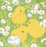 3 Küken auf einer Osterwiese - 3 chicks on an Easter meadow - 3 poussins sur une prairie de Pâques