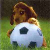 Mein Ball - Süßer Welpe - Hund - Dackel - Fussball -  My ball - dog - sweet puppy - Teckel - Ma balle - le chiot sucré - le chien - le teckel - le football