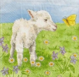Süßes Lamm mit Schmetterling - Cute Lamb & butterfliy - Agneau mignon avec le papillon