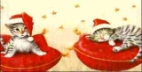 Kleine Kätzchen auf Kissen - Small kittens / cats on cushion - Petits chatons / chats sur coussin