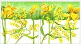 Gelbe Frühlingsboten