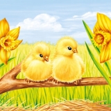 Süße Küken im Frühling - Sweet fledglings in the spring -  Poussins sucrés au printemps