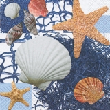 Muscheln & Seesterne - Shells & starfish - Coquillages & étoiles de mer