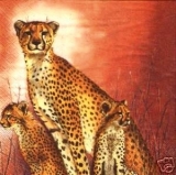Gepardenfamilie - On a hill - Cheetah family - Cheetah famille